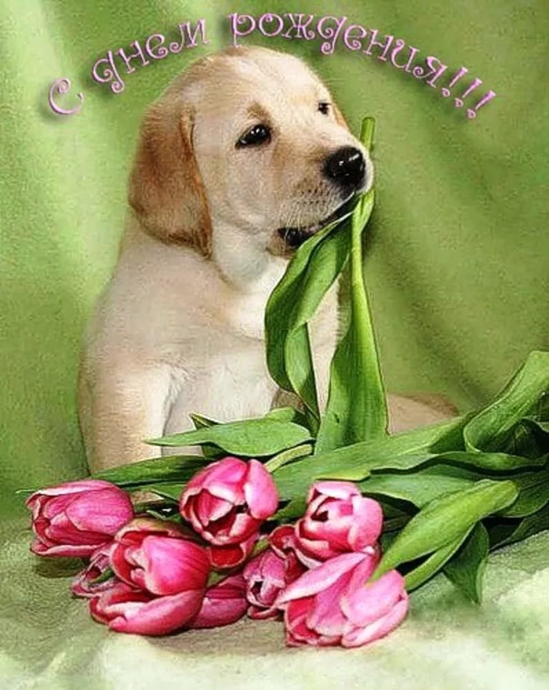 Картинки Поздравляем С Собаками