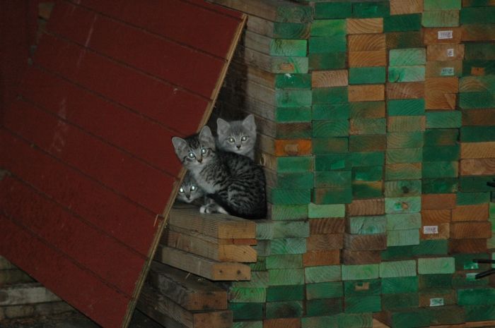 Фото котят. Картинки маленьких котят