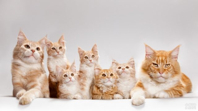 Картинки кошек с котятами