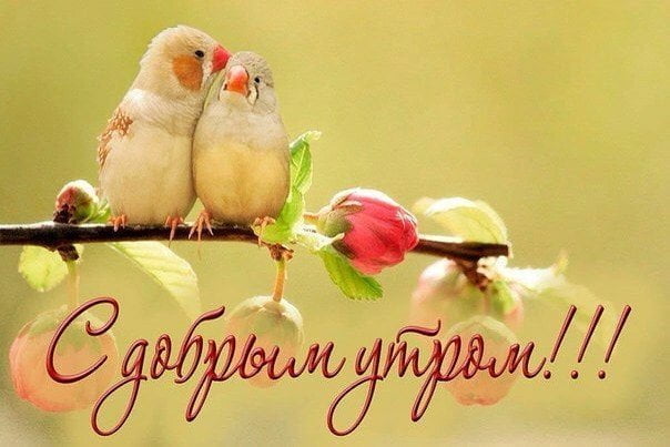 С добрым весенним утром! Картинки о весне