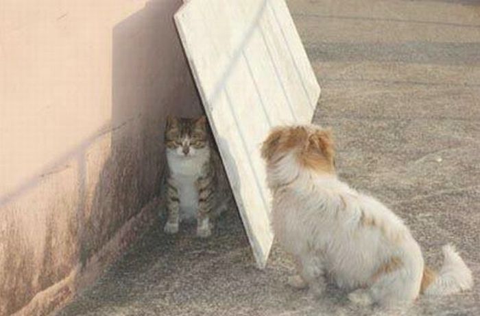 Картинки и фото кошки с собакой
