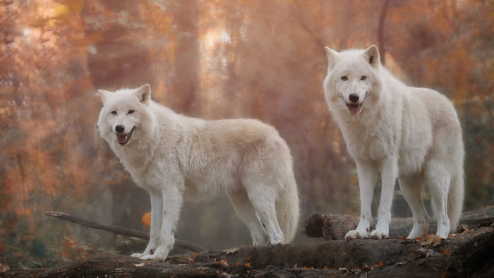 Картинки и фото волков
