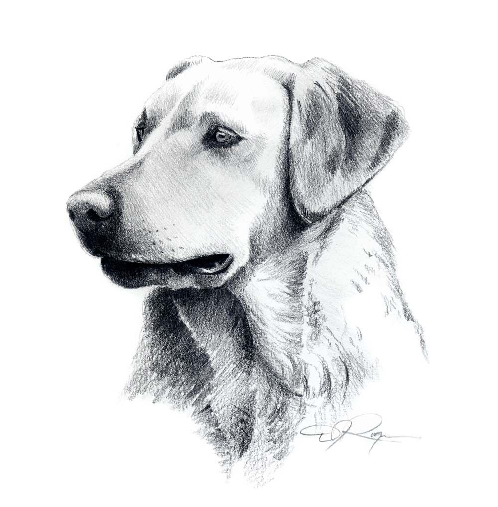 Нарисованные картинки собак. Рисунки собак