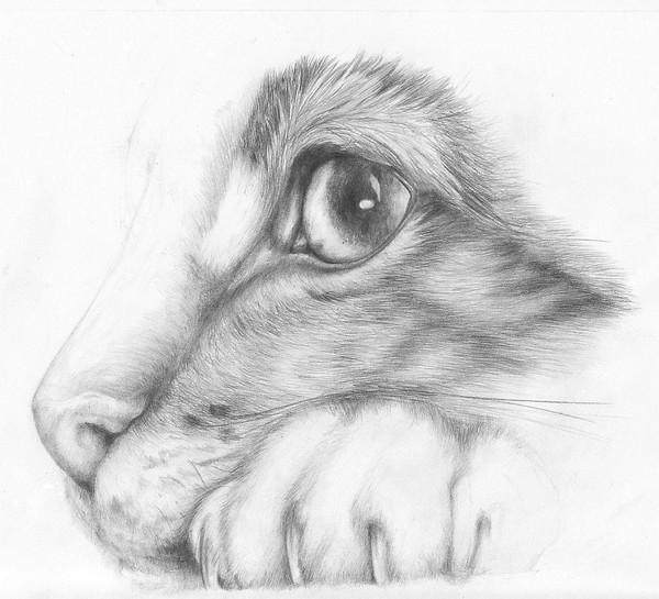 Котенок рисунок. 150 картинок нарисованных котят