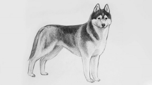 Нарисованные картинки собак. Рисунки собак