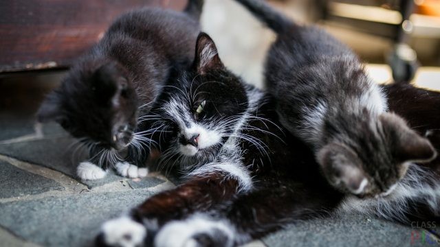 Картинки кошек с котятами