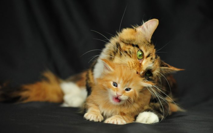 Милые и смешные котята. Картинки и фото котят
