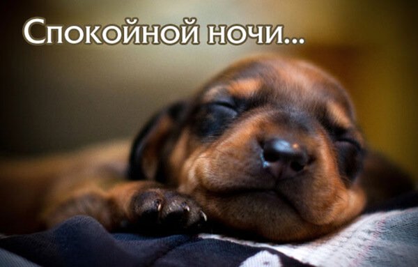 Спокойной ночи — прикольные
