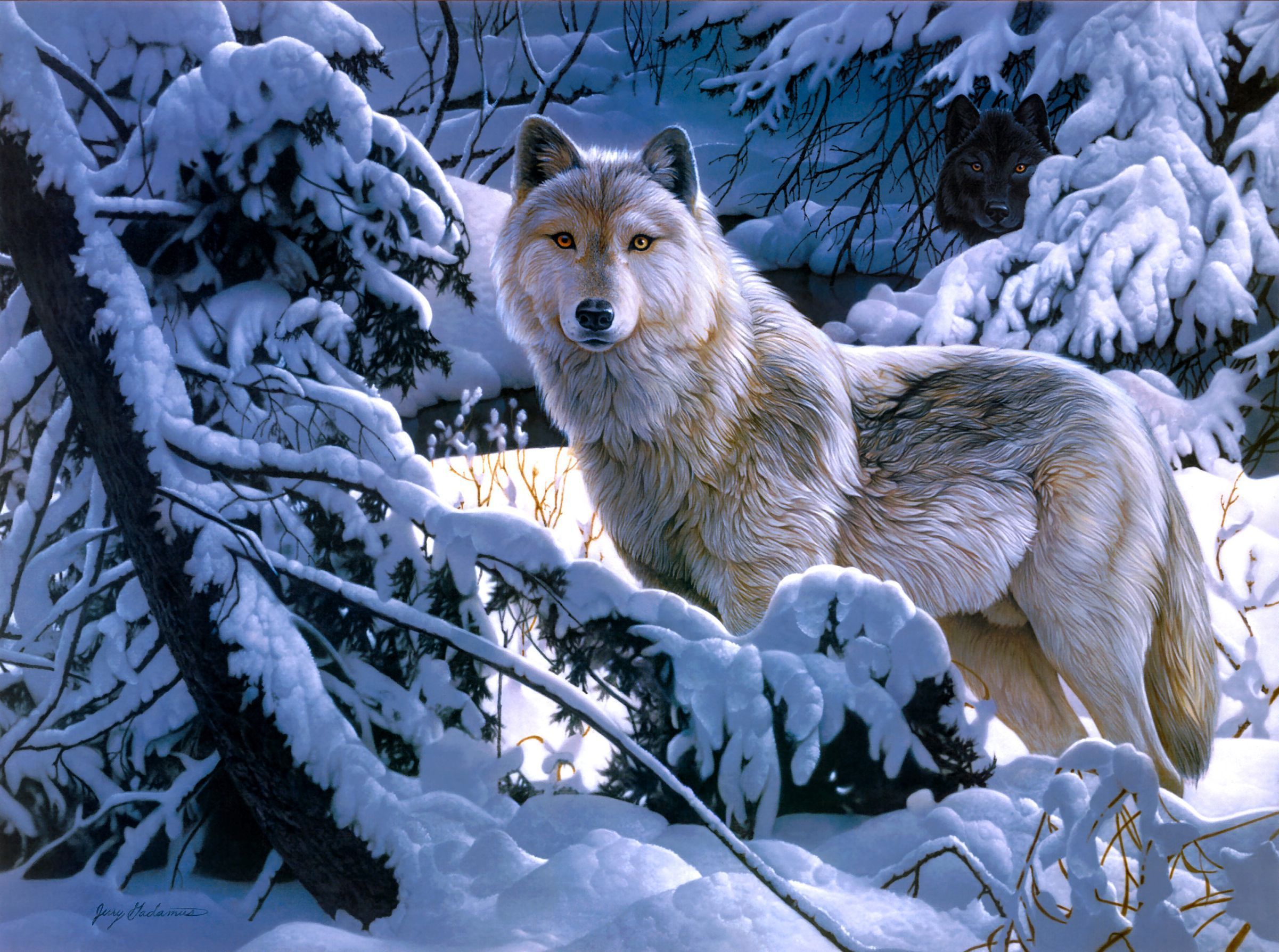 Картинки и фото волков