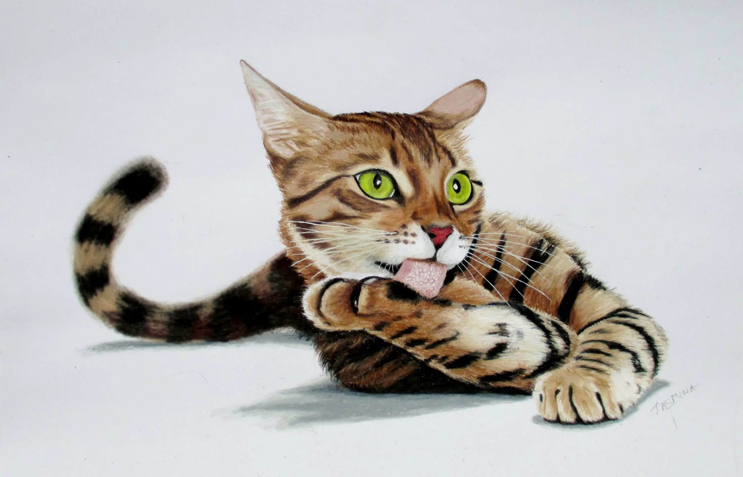 Кот рисунок цветной. Бенгальская кошка. Кошка рисунок. Нарисовать кошку. Кошка рисунок цветной.