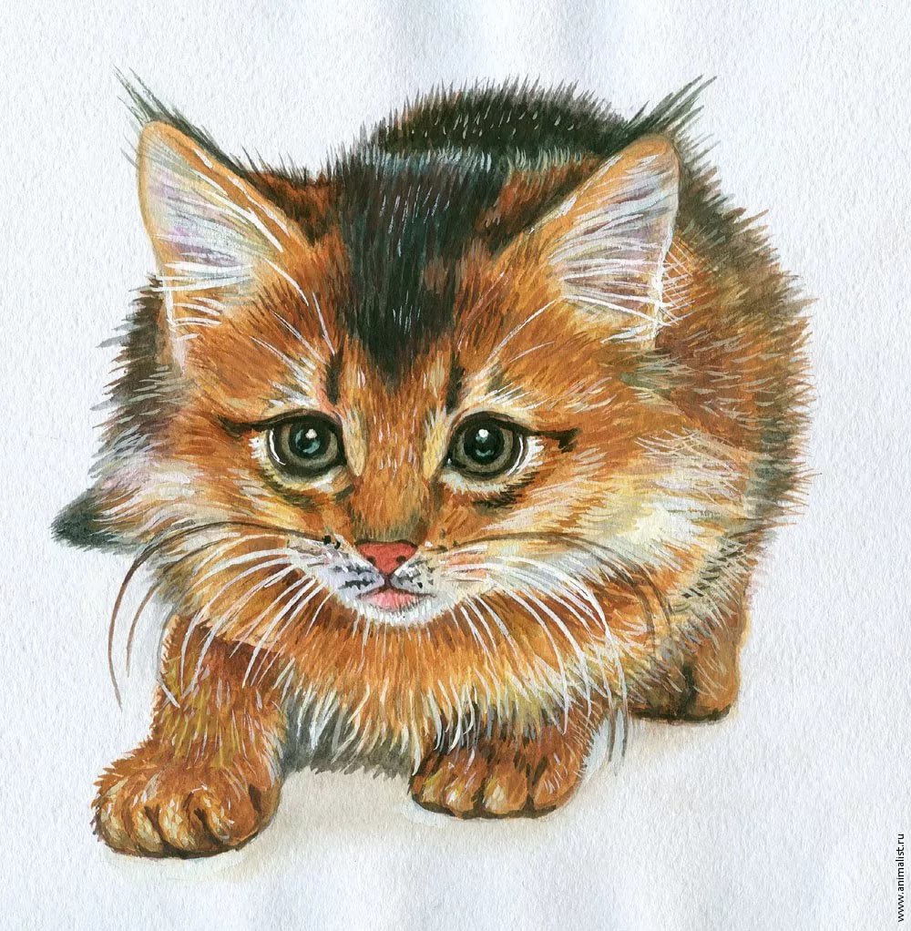 Кот рисунок цветной. Животные рисунки. Кошка рисунок. Котенок цветными карандашами. Кошка рисунок цветной.