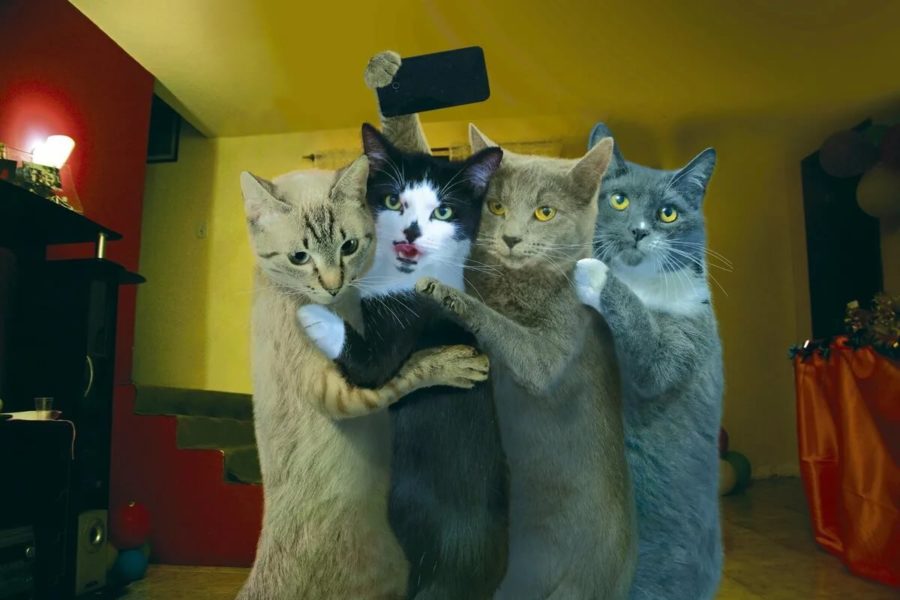 200 смешных фото приколов с котами