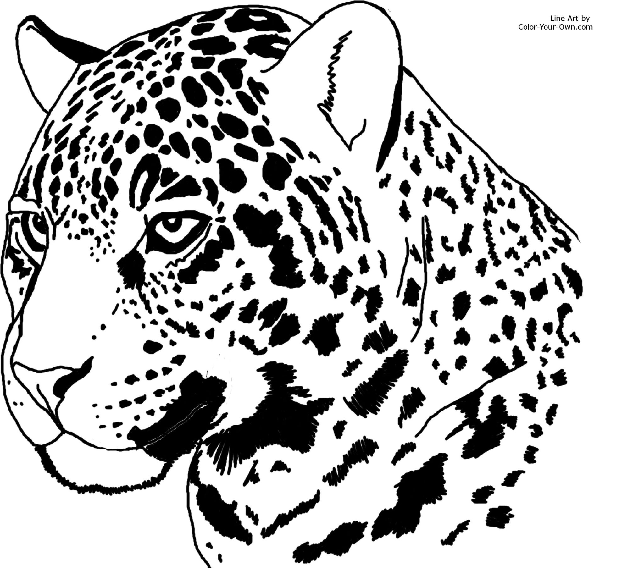 Леопард контур