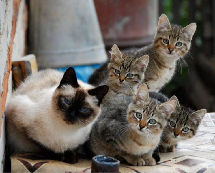 200 смешных фото приколов с котами