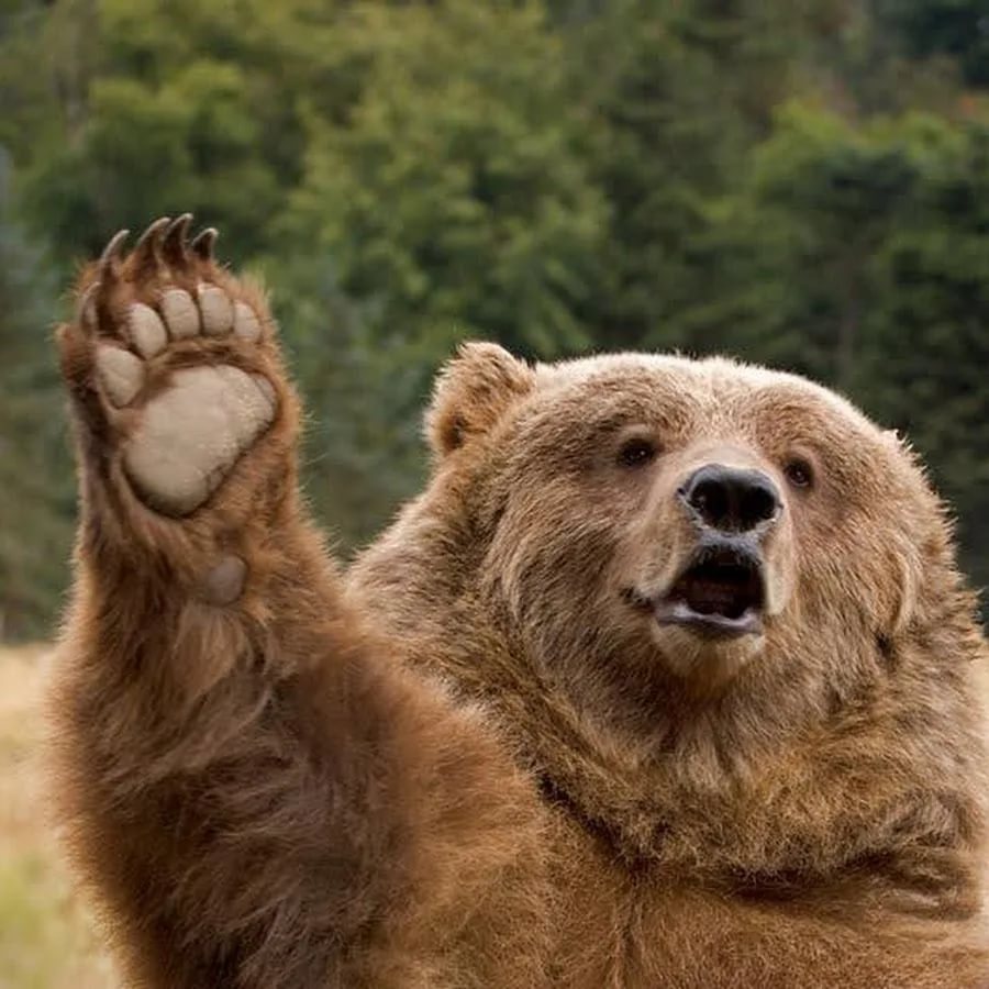 Медведь здоровается