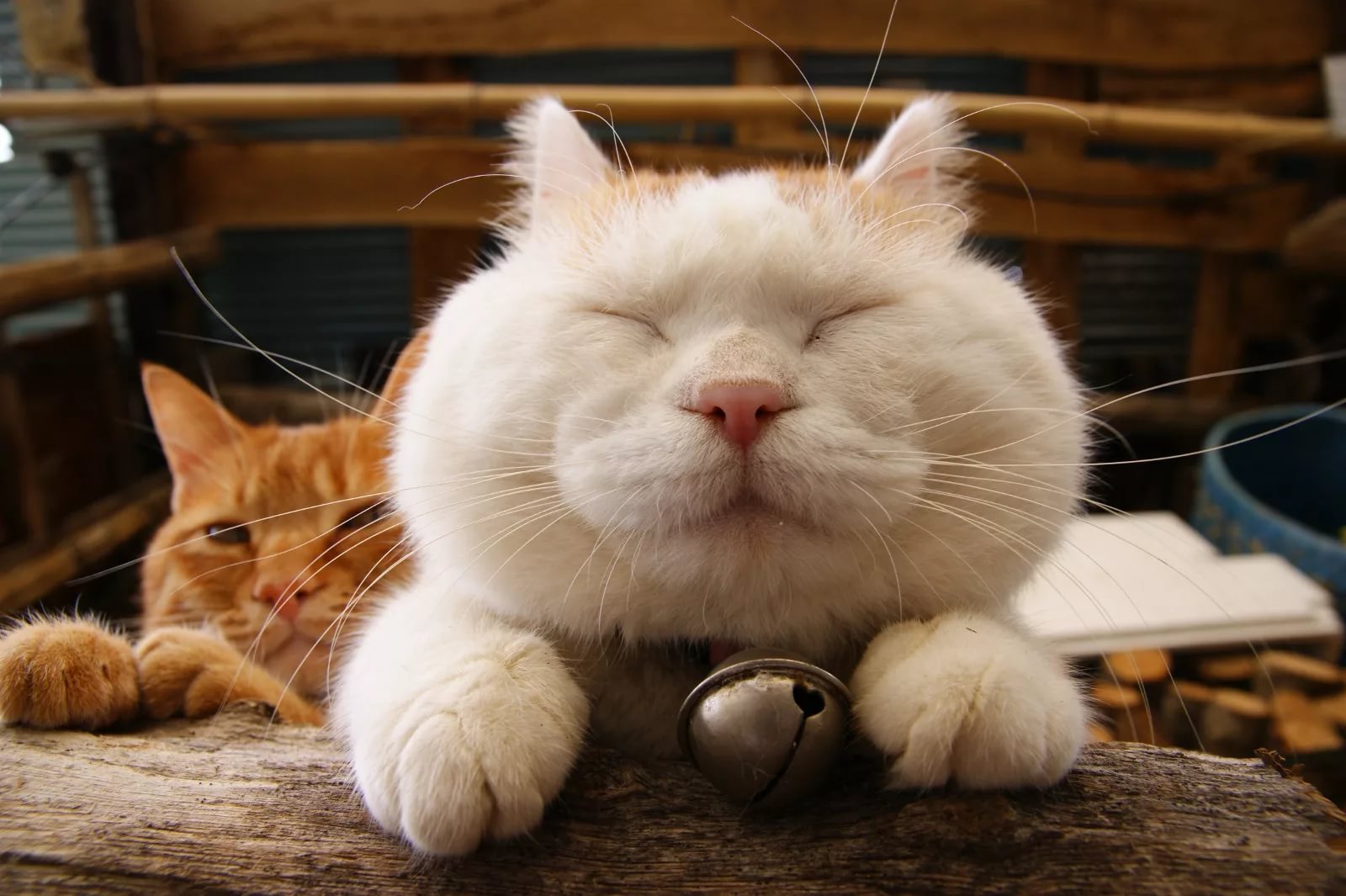Юмористические коты. Японский кот Широнеко. Довольный кот. Счастливый кот. Смешной кот.