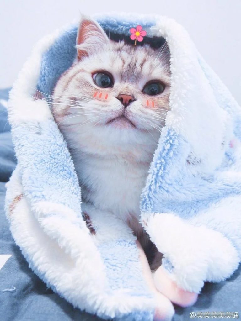 Коты на аву: 200 картинок