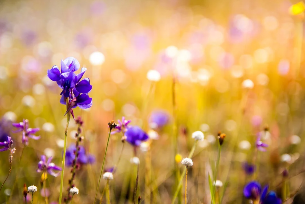 Доброе утро цветы солнце. Полевые цветы. Фиолетовые полевые цветы. Утро цветы. Желто фиолетовые цветы полевые.