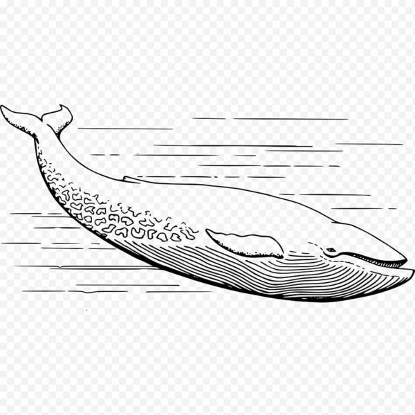 Как нарисовать кита: 110 рисунков