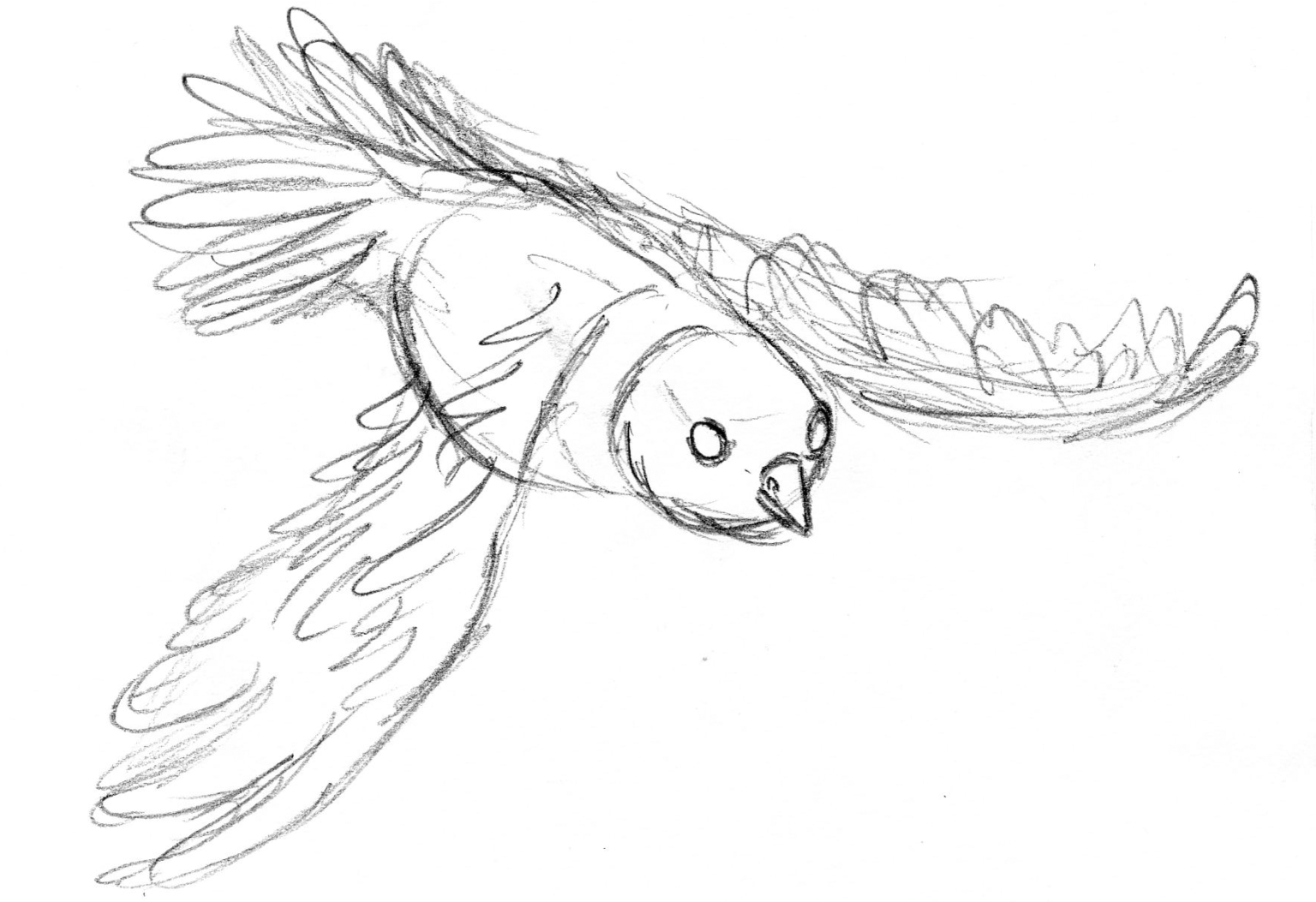 Рисунки птиц для срисовки легкие. Птицы для срисовывания. Картинки птиц для срисовки. Рисунки птичек для срисовки. Рисунок птицы карандашом для срисовки.