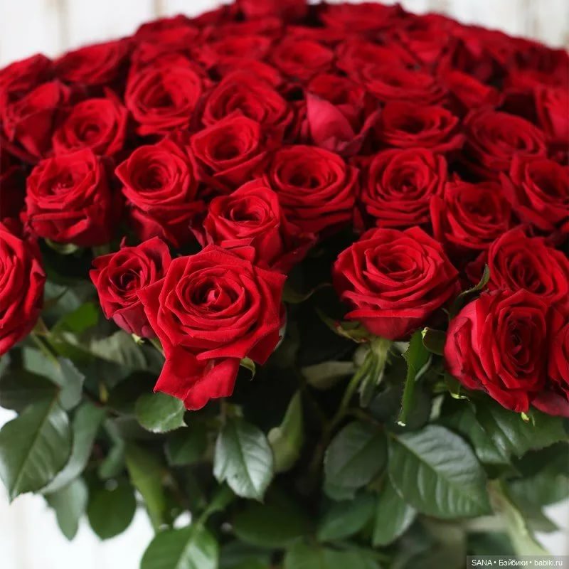 С днем рождения огромные розы. Шикарный букет красных роз. Огромный букет красных роз. Огромный букет алых роз. Шикарные красные розы.