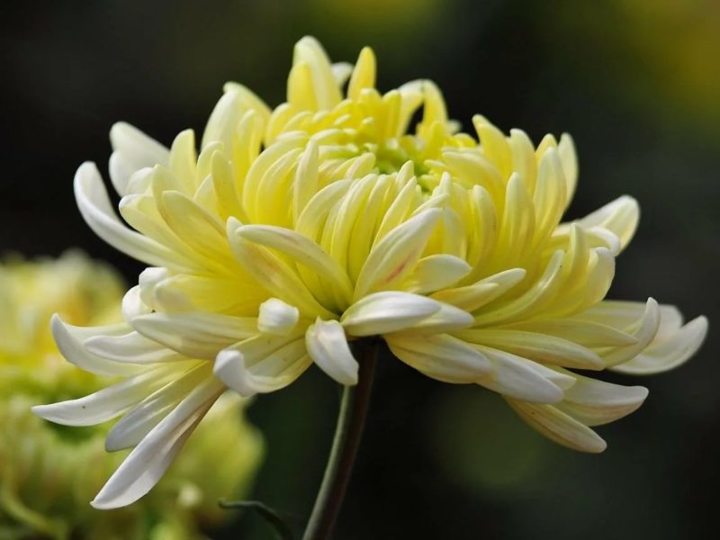 Хризантемы: 160 картинок с цветами