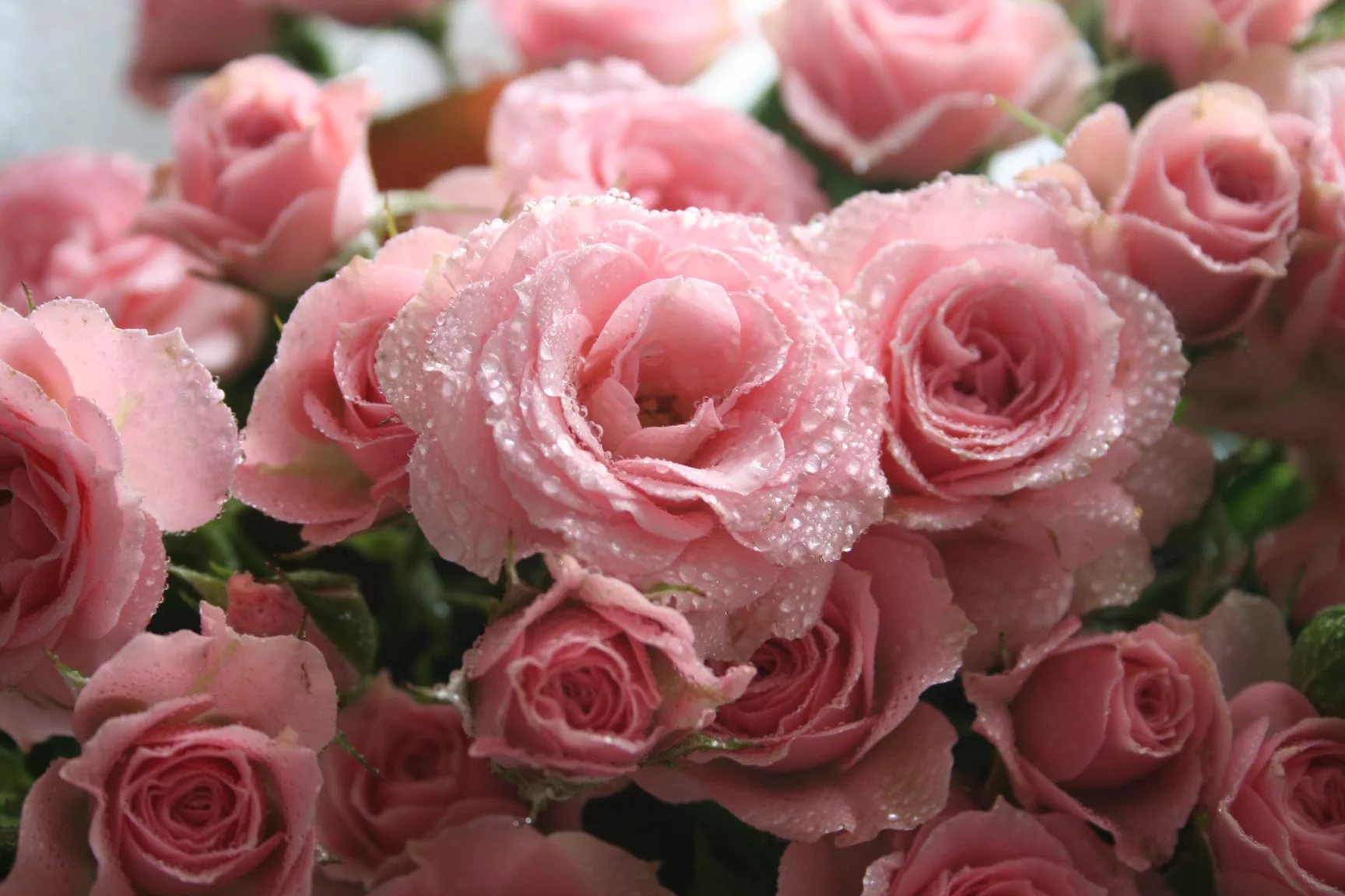 Розы фото красивые картинки живые