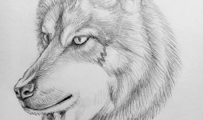 Как нарисовать волка: 120 рисунков