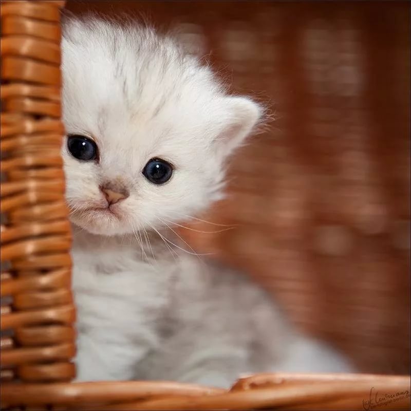 Фото котят милых с надписями