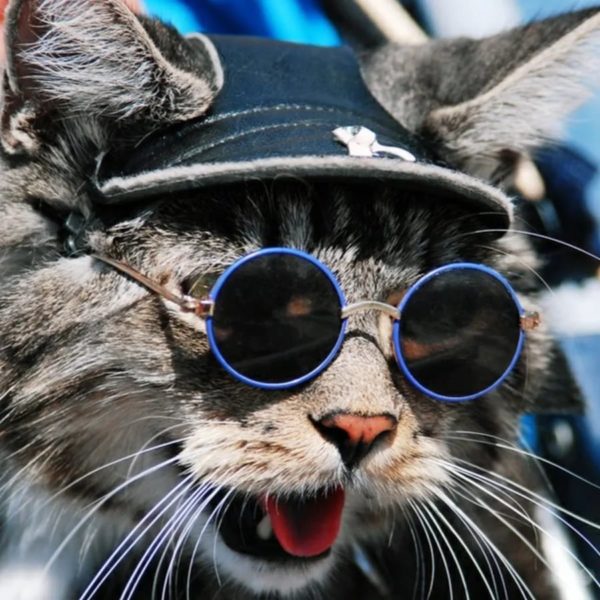 110 картинок с котиками в очках