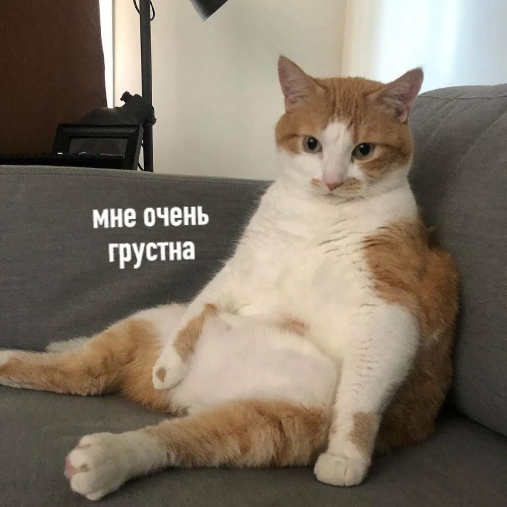 150 мемов с котами