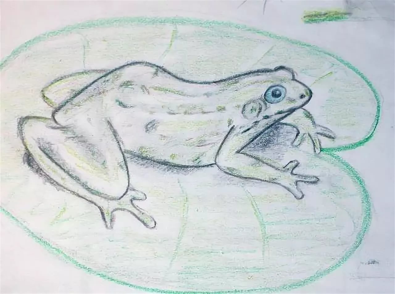 Лягушка рисунок для начинающих