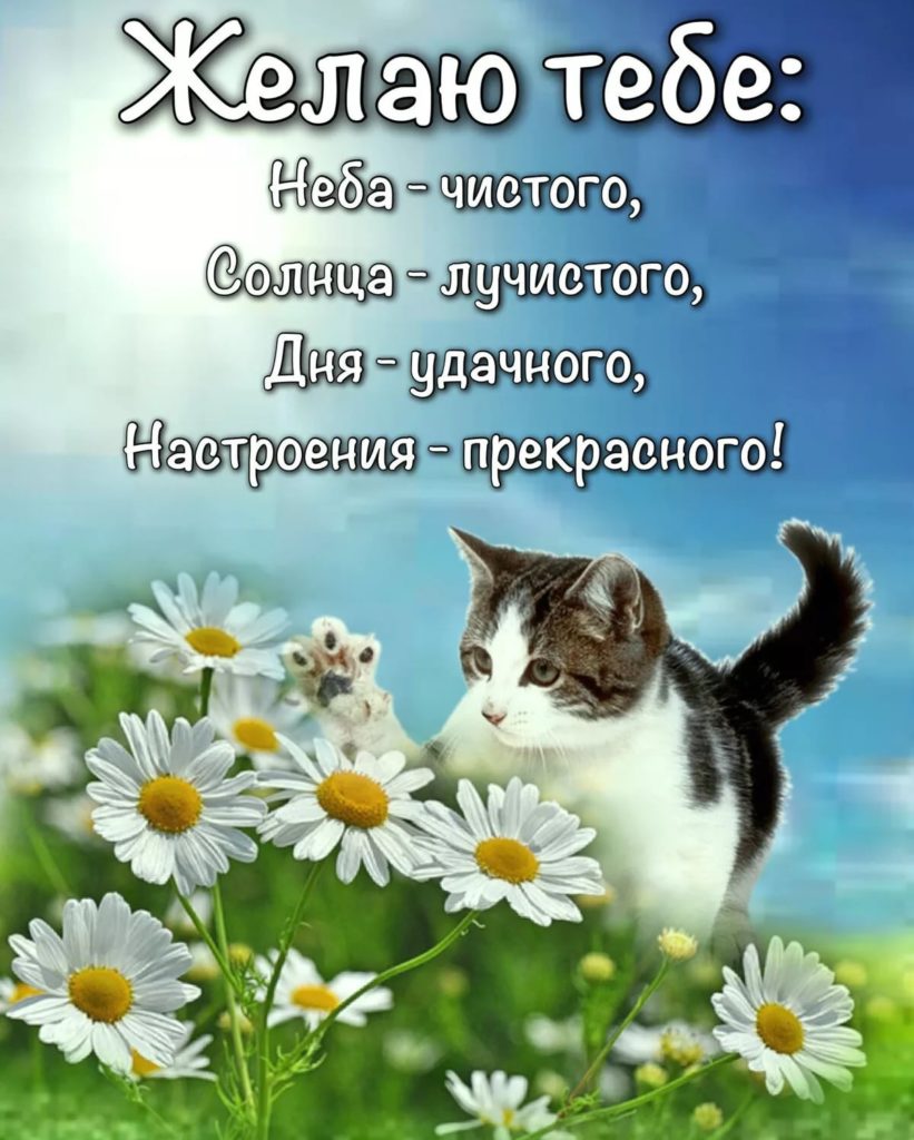 Доброго дня и хорошего настроения картинки мужчине скачать бесплатно