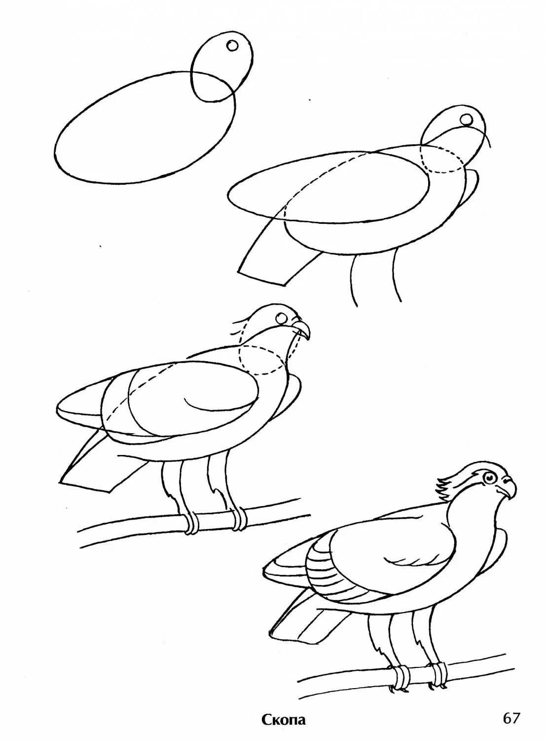 Рисунок птицы 5 класс. Поэтапное рисование птиц. Этапы рисования птицы. Поэтапное рисование птиц для детей. Рисунок птицы карандашом для срисовки.