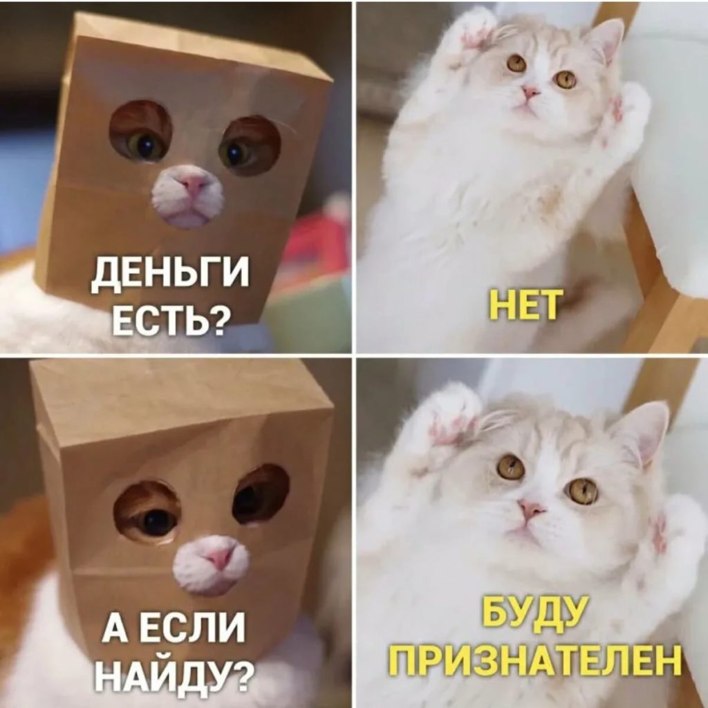 150 мемов с котами