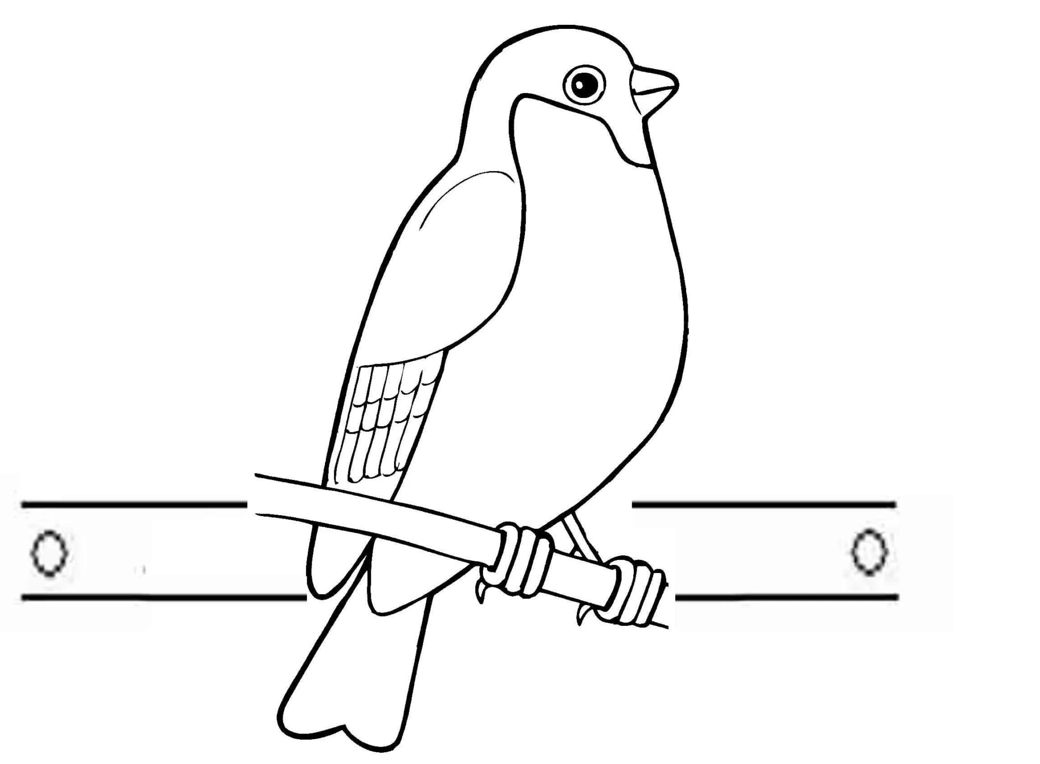 Раскраска птичка Снегирь для детей