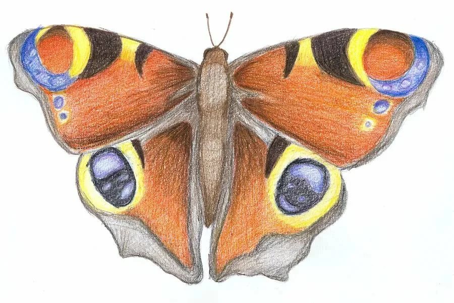 Как нарисовать бабочку: 80 рисунков