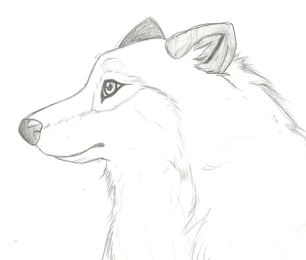 Рисунок волка карандашом для срисовки