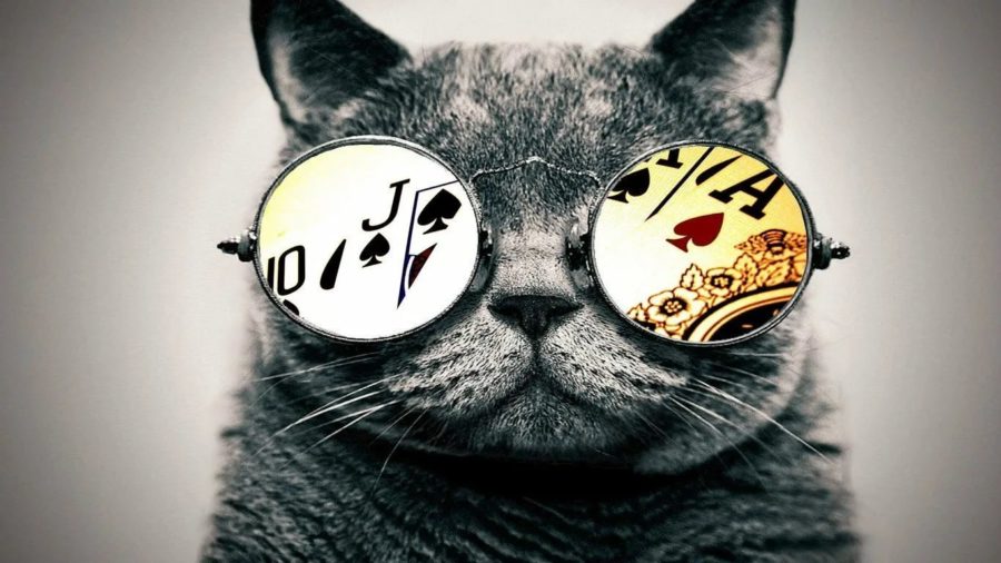110 картинок с котиками в очках