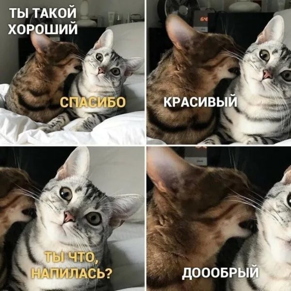 150 лучших мемов с котами
