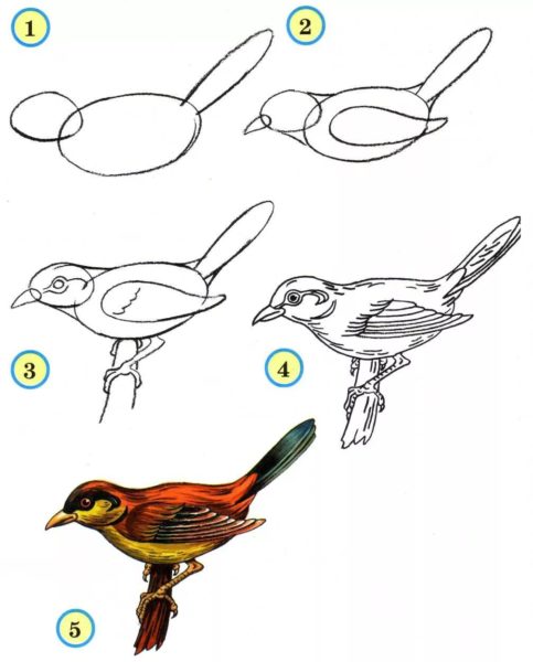 100 рисунков птиц