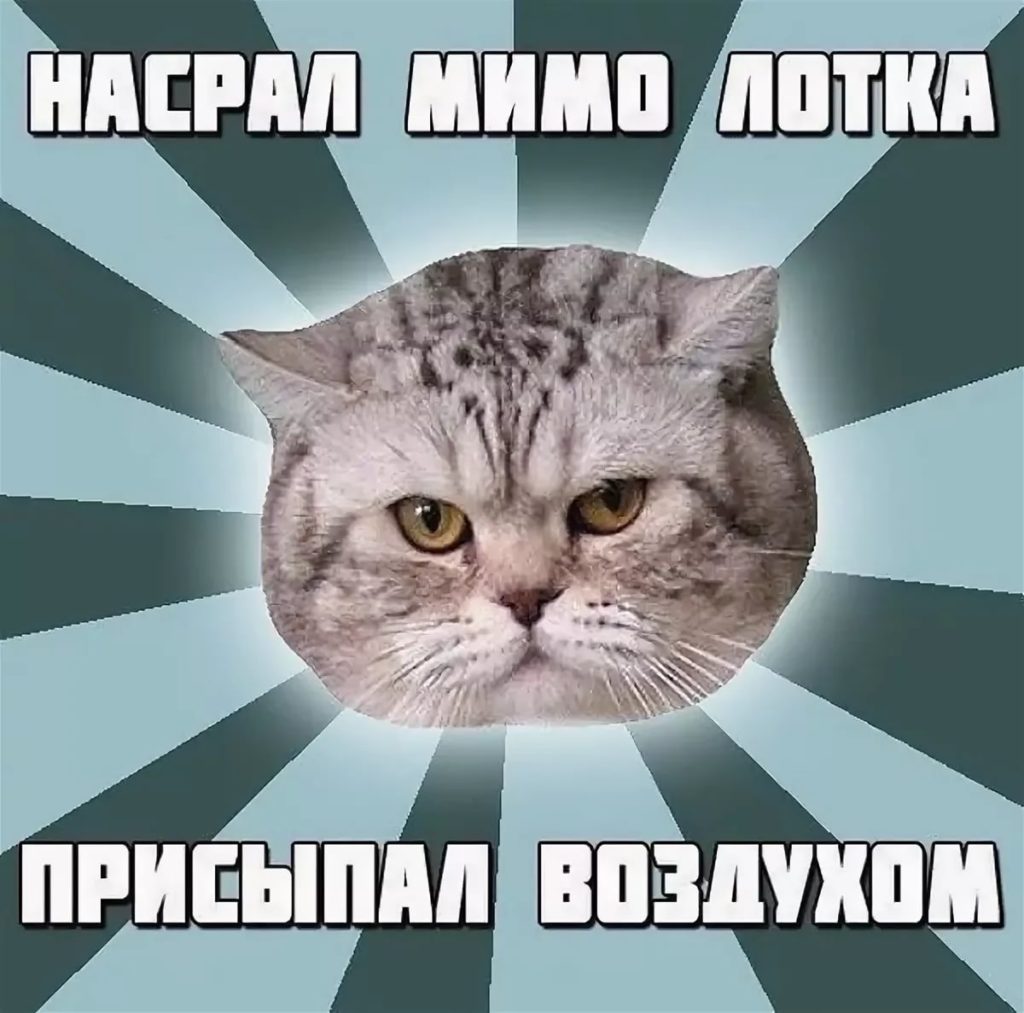 150 мемов с котами