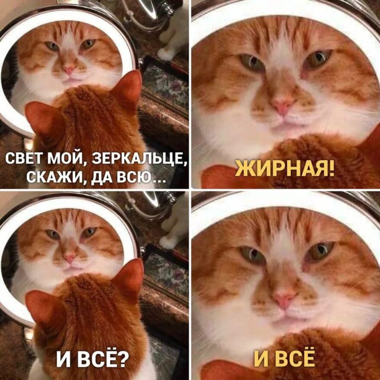 150 мемов с котами