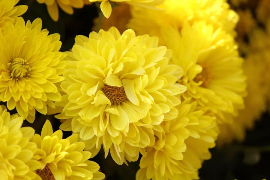 Хризантемы: 160 картинок с цветами