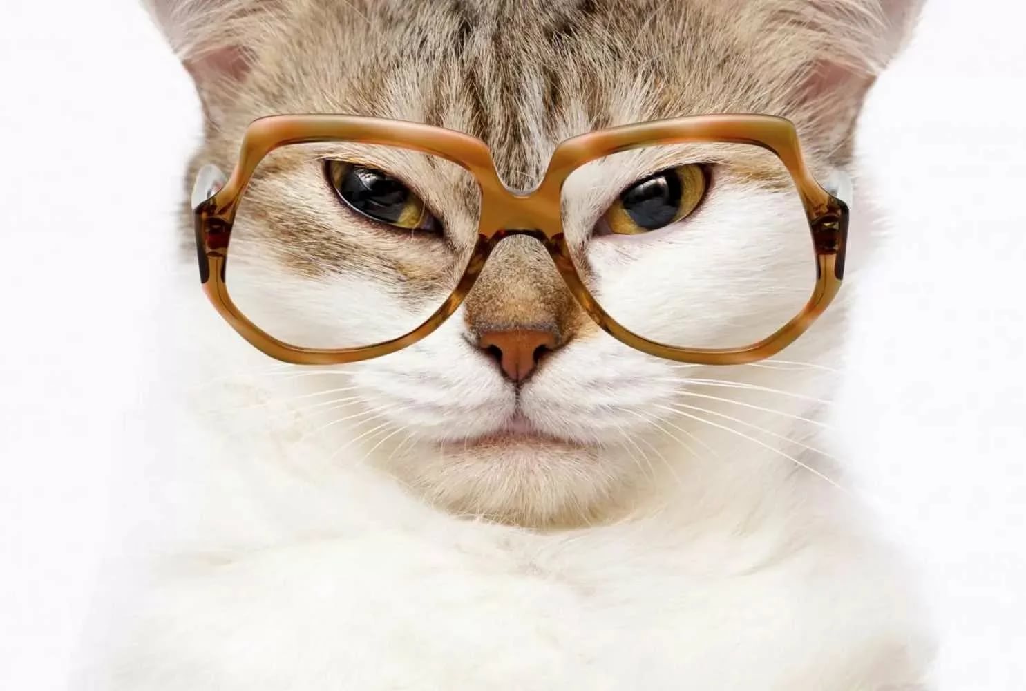 Умный кот в очках