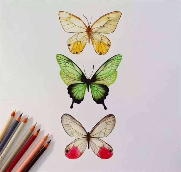 Как нарисовать бабочку: 80 рисунков