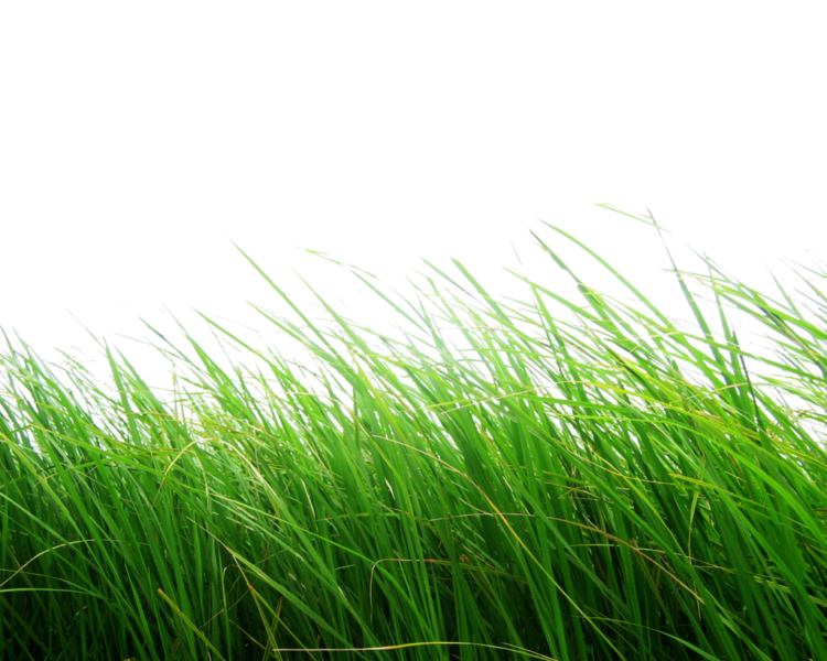 Цветы и трава: 75 png клипартов на прозрачном фоне