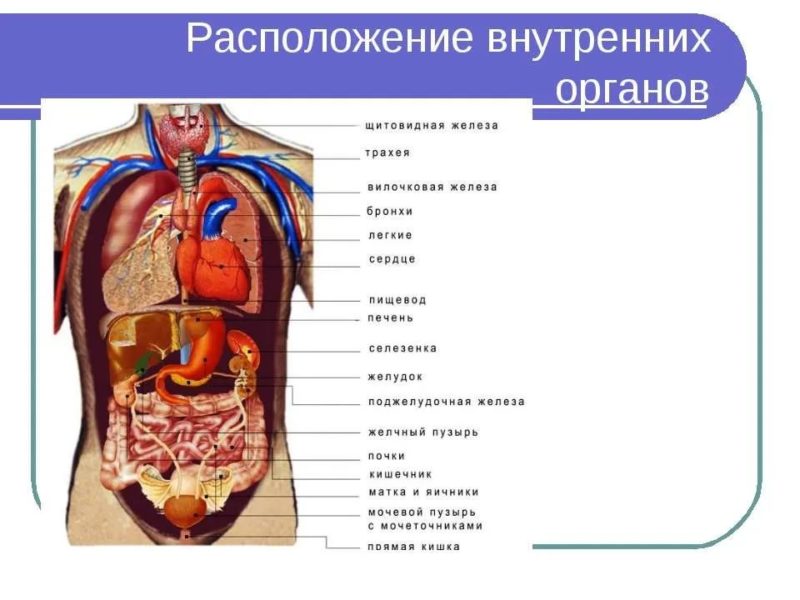 Расположение органов человека: 30 фото анатомии