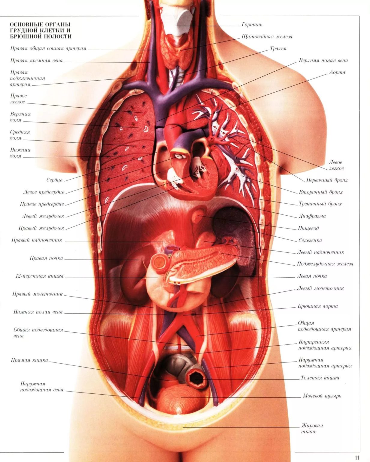 Анатомическая карта органов