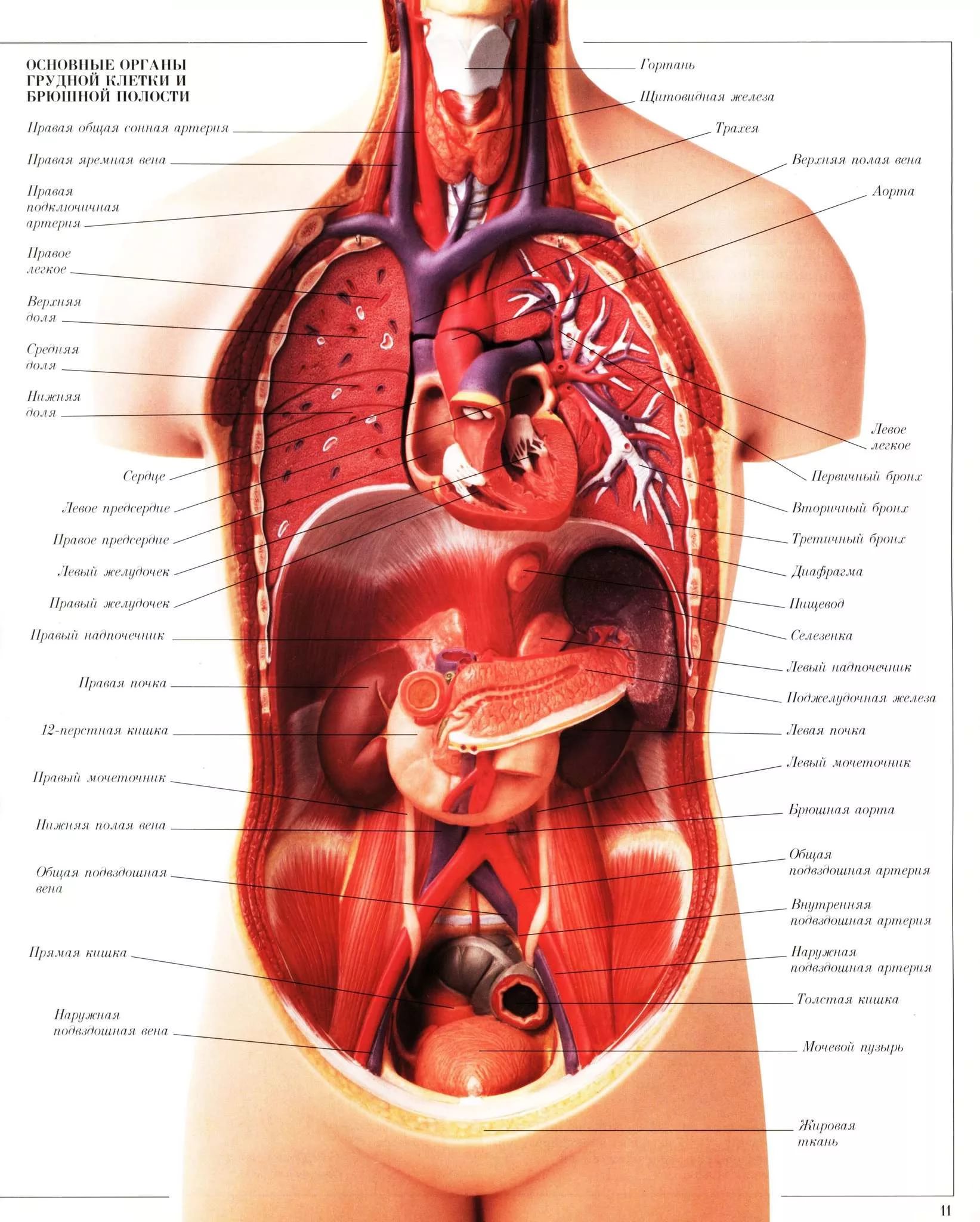 Внутренние органы человека схема расположения у женщин с названиями спереди правая сторона фото